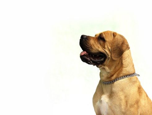 Ice Cream For Dogs. Treats available for your family friend(s).
Curry Freeze Ice Cream Shop