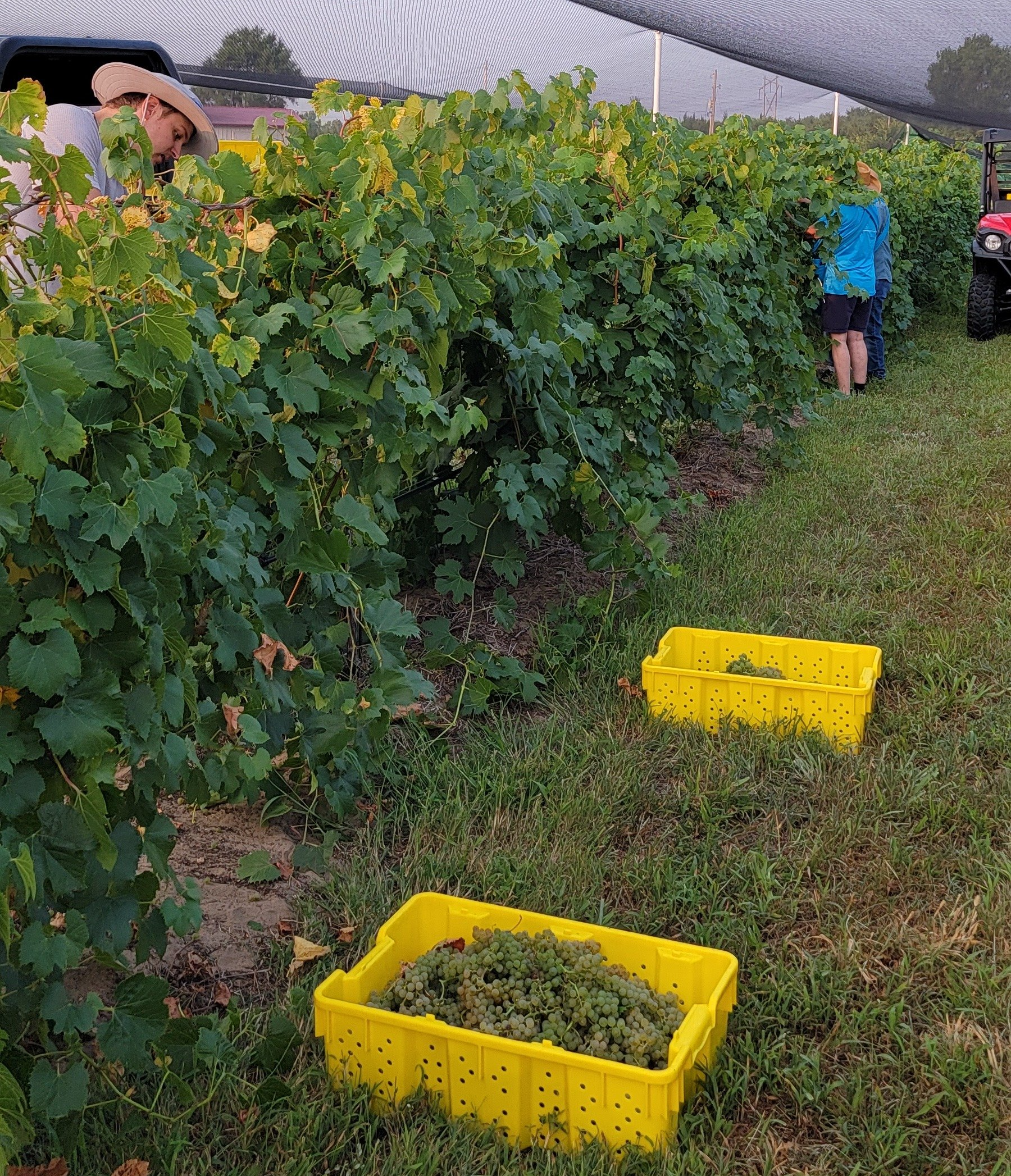 vineyard wine harvest hutchinson ks