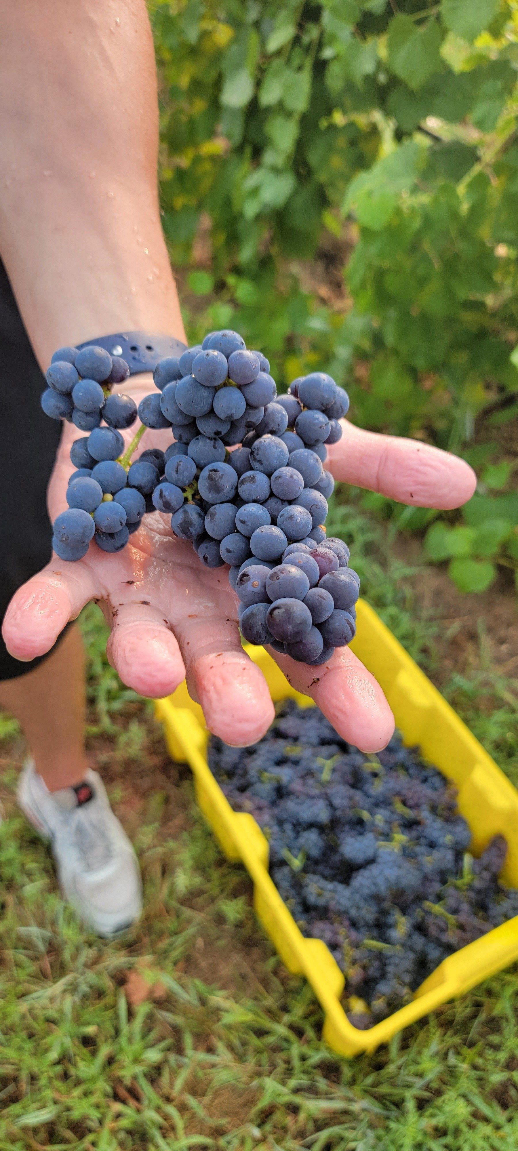vineyard wine harvest hutchinson ks