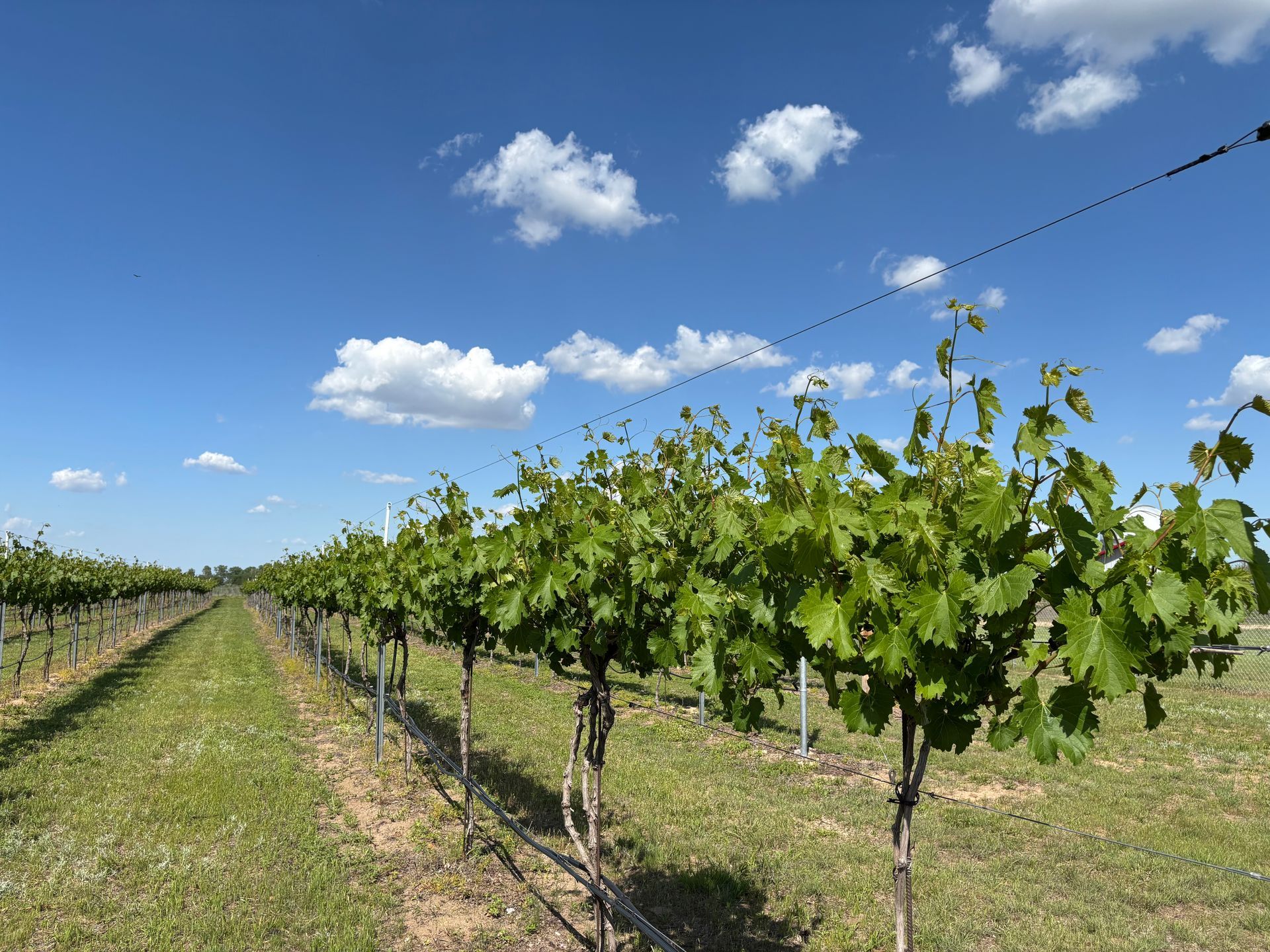 Wine Tasting, Things to do in Hutchinson, KS, Things to do in Wichta, Kansas Wine, Kansas Winery, Kansas Vineyard