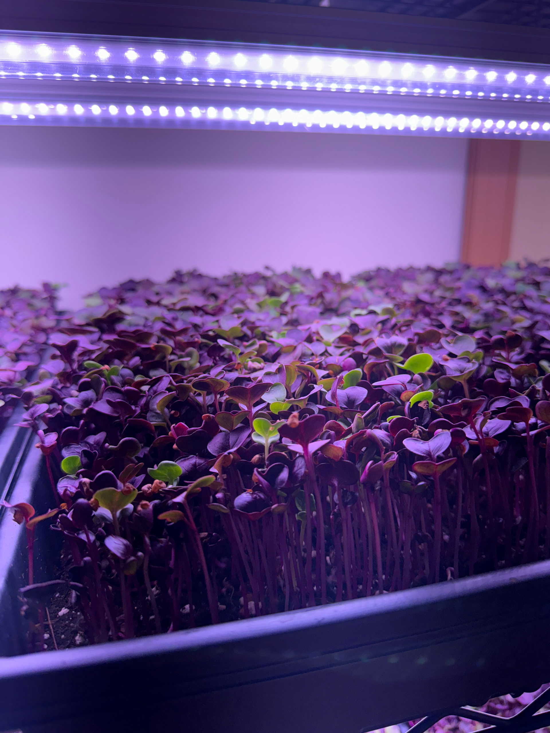 Radish Microgreens