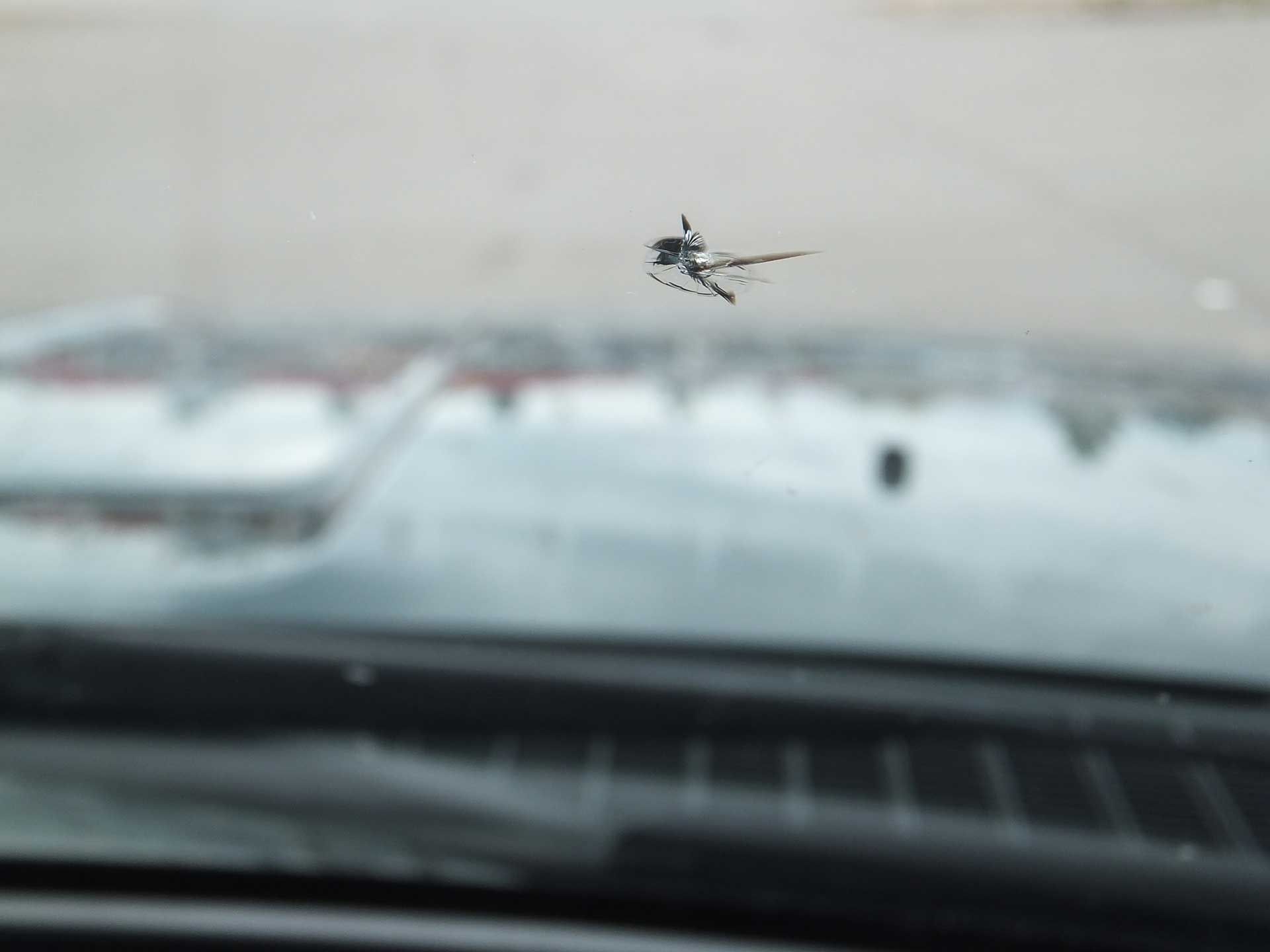 Cracks Windshield — Harrisburg, PA — Capital Auto Glass