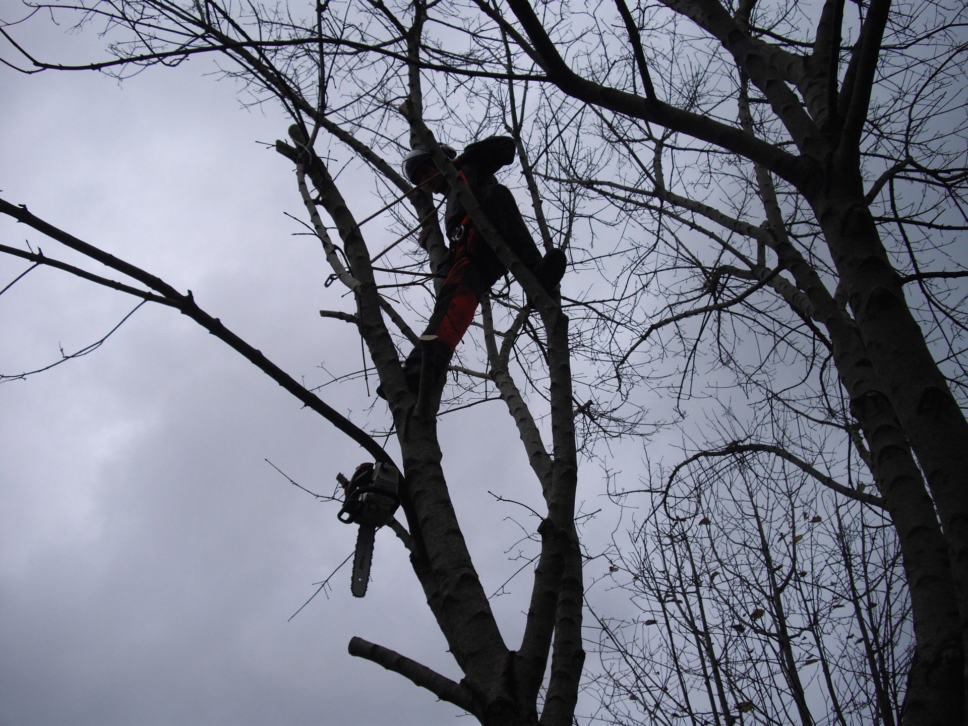 Tree Surgeon with a chain saw