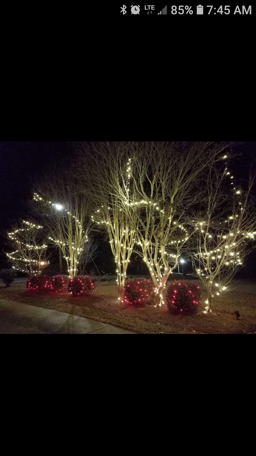 A row of trees decorated with christmas lights at night.