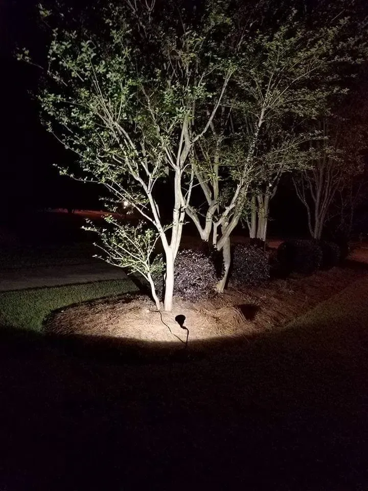 A group of trees are lit up at night in a yard.