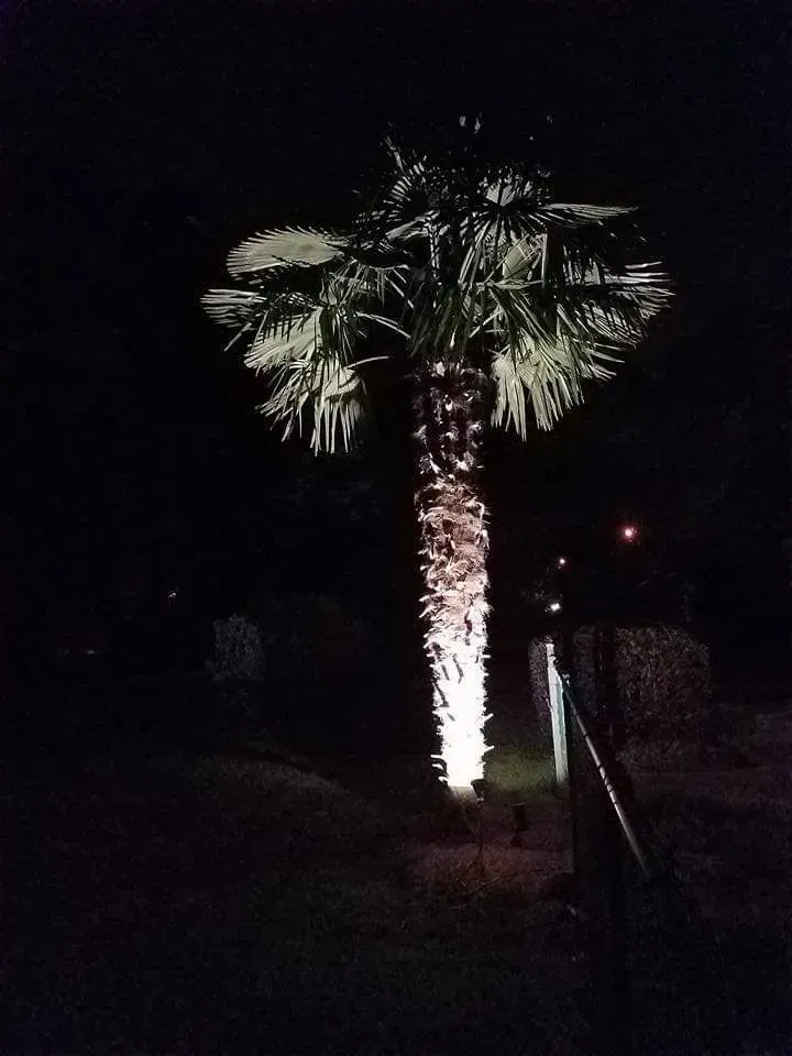 A palm tree is lit up at night.