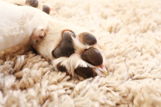 Close-up of a dog’s paw resting on a soft carpet.