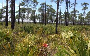 A field of trees and plants with a red flower in the foreground.