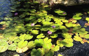 A pond filled with water lilies and purple flowers.