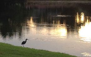 A bird is standing on the shore of a lake.