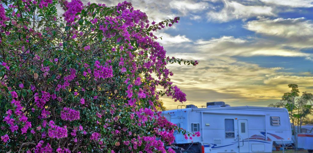 A rv is parked next to a tree with purple flowers.