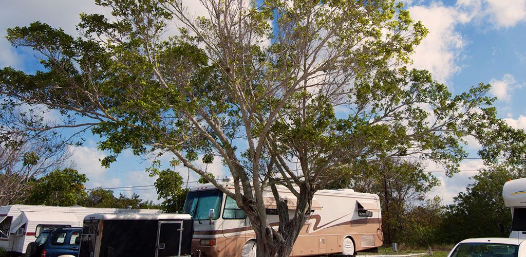 A group of rvs are parked under a tree in a parking lot.