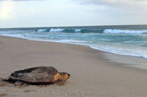 A sea turtle is laying on the beach near the ocean.
