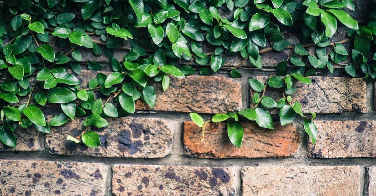 A brick wall with a plant growing on it.