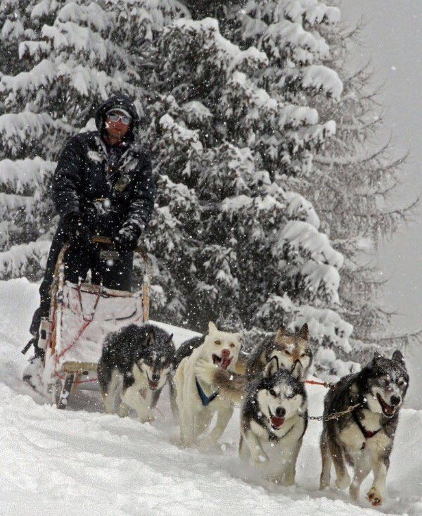Un uomo percorre un terreno innevato con una slitta trainata da sei husky.