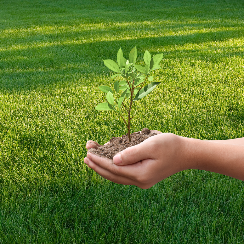 Hand with a plant in soil with grass in the background.