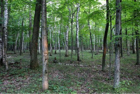 Public doman photo of a Wisconsin forest