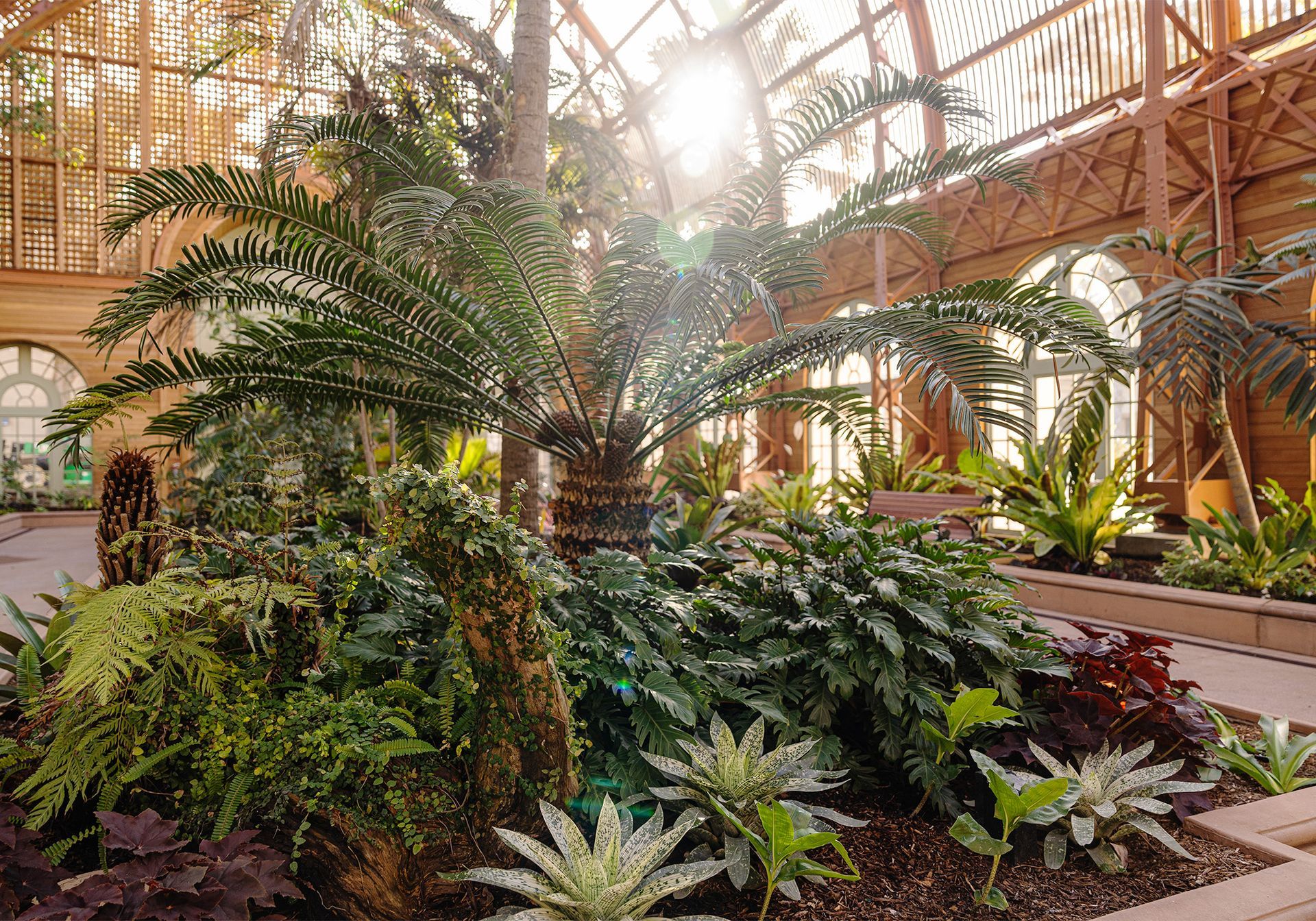 The sun is shining through the windows of a greenhouse filled with lots of plants.