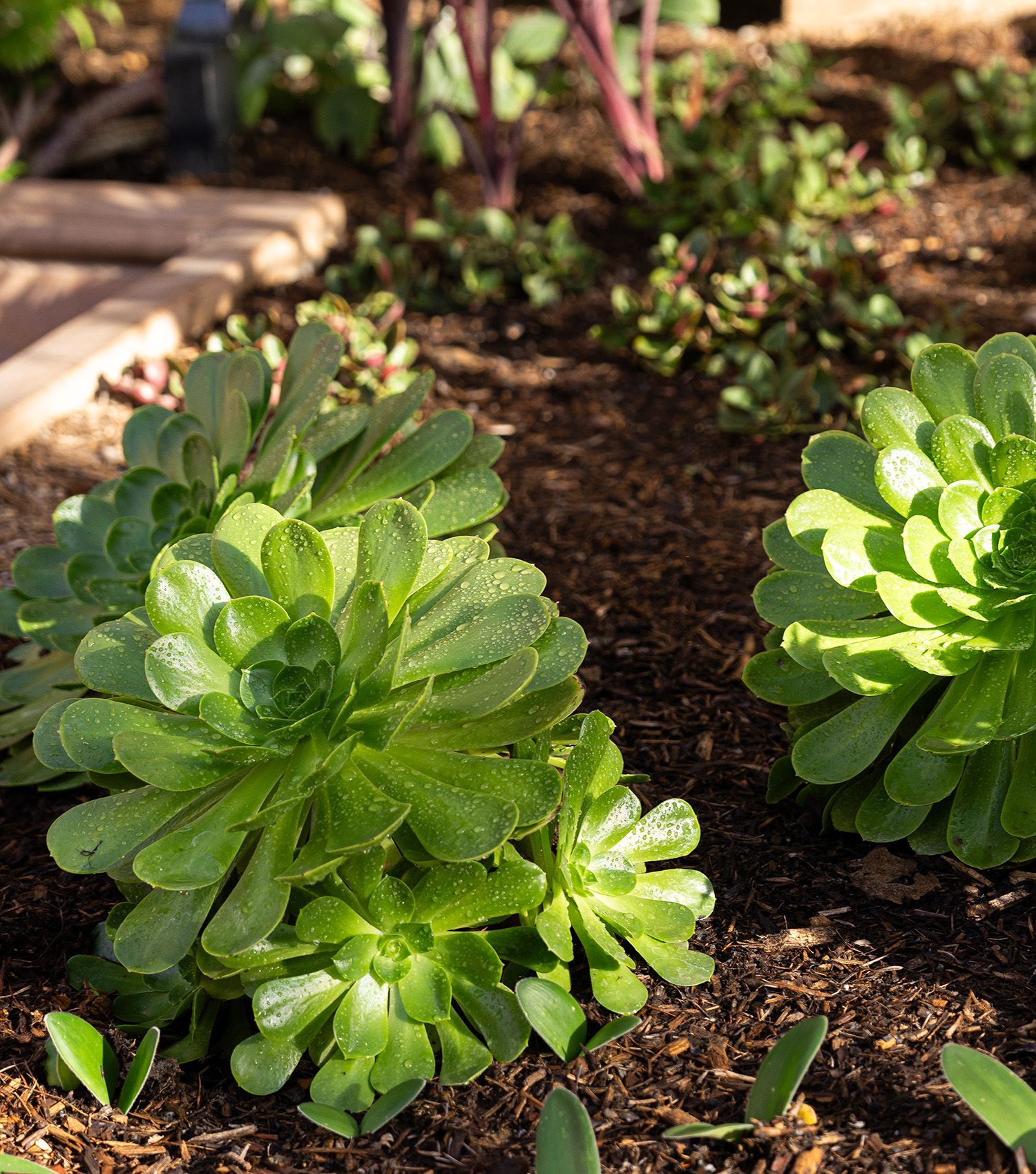 A bunch of green plants are growing in the dirt in a garden.