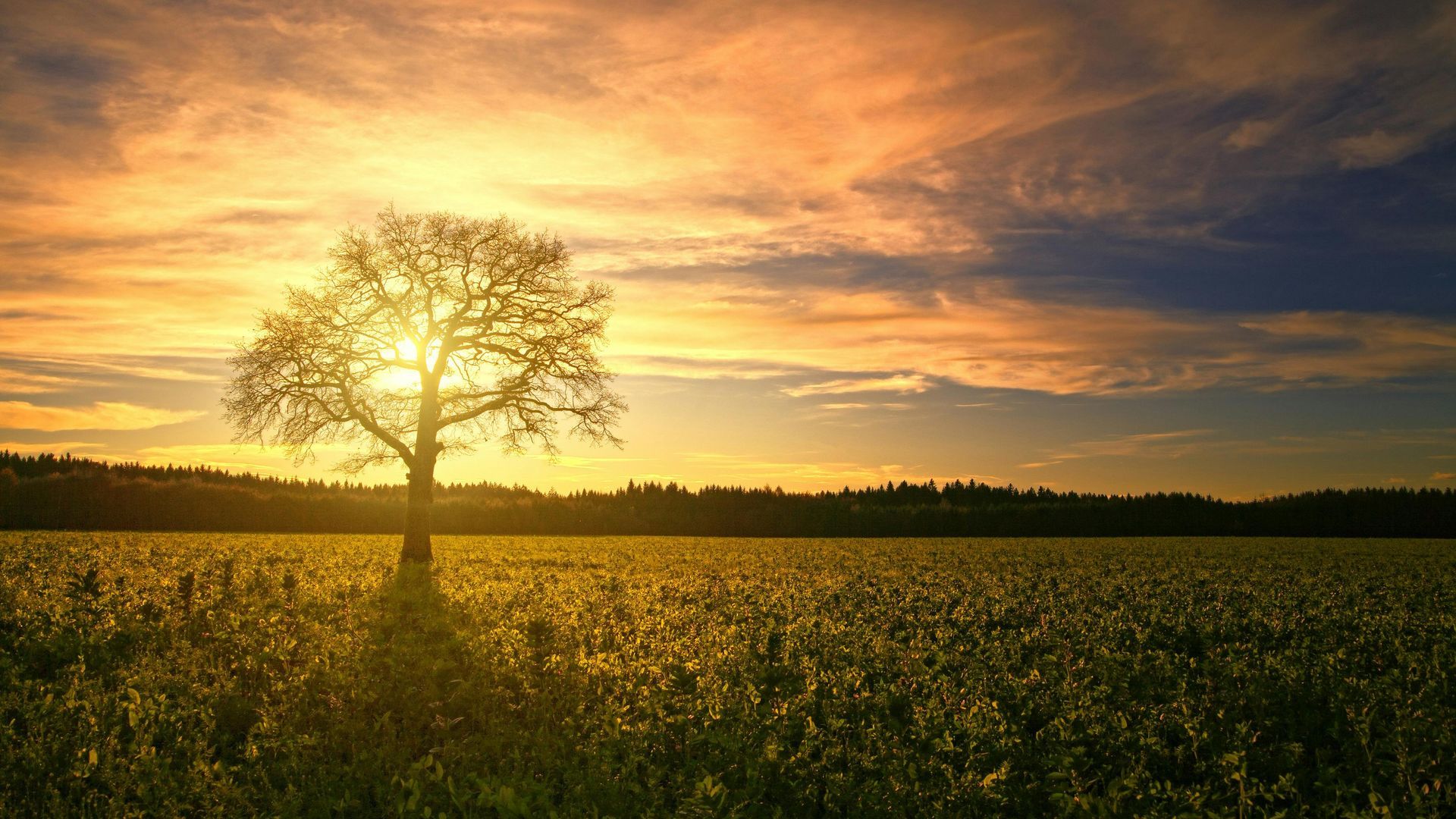The sun is setting behind a tree in a field of flowers.