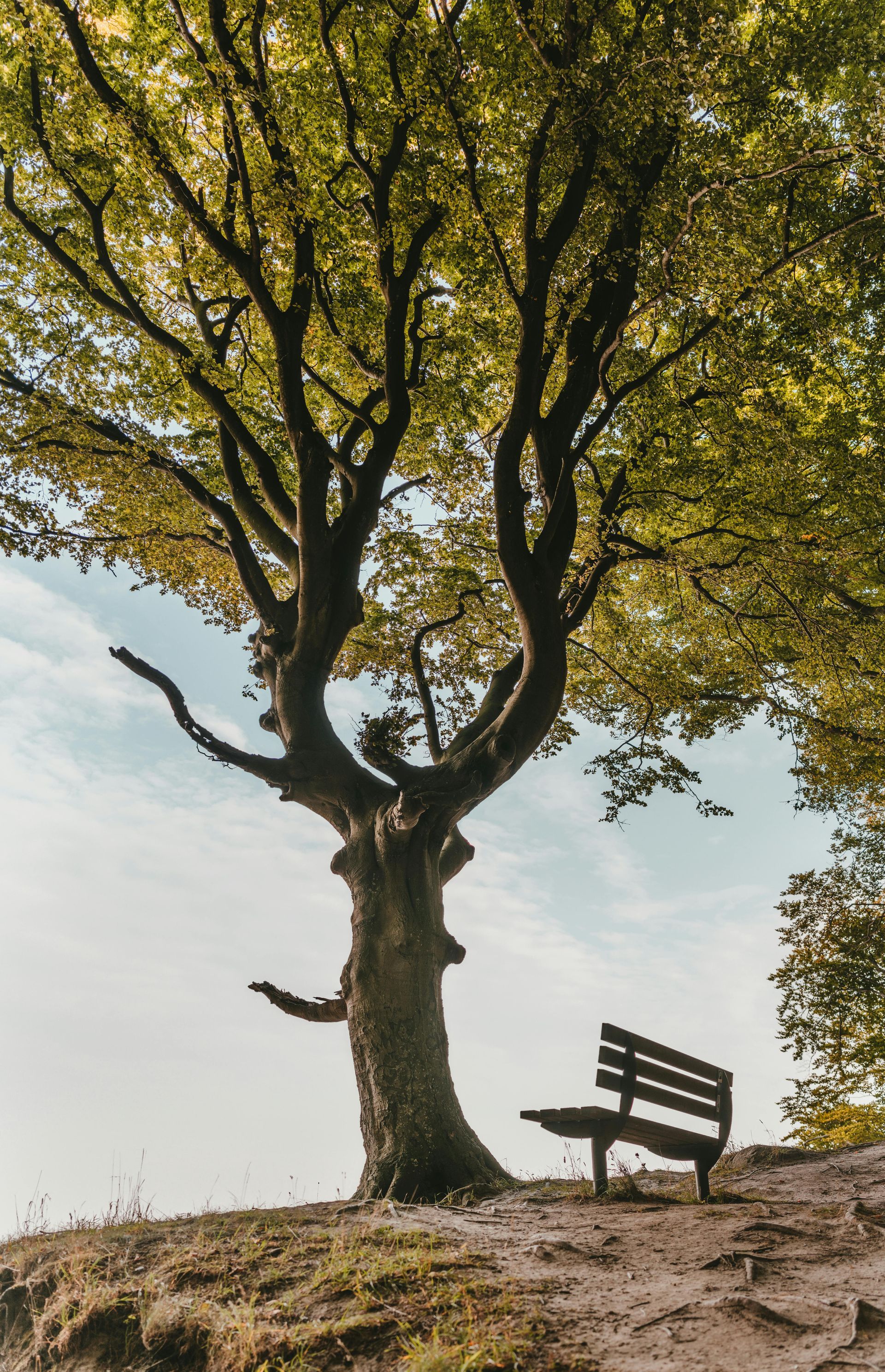 A bench is sitting under a tree on top of a hill.
