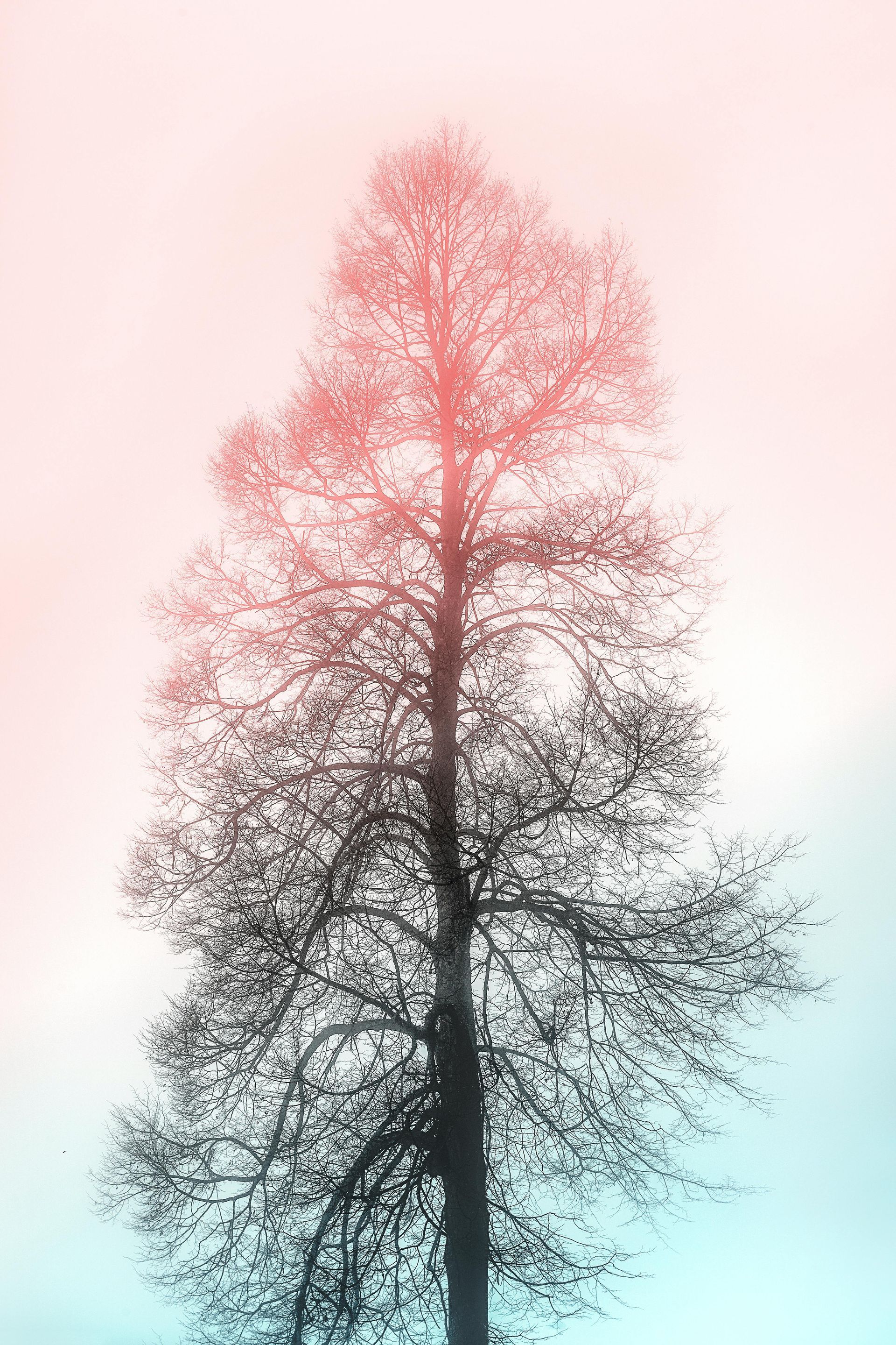 A tree with a pink and blue sky in the background.