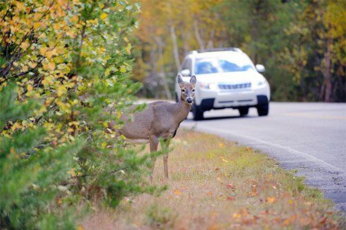 Deer And Car On Highway