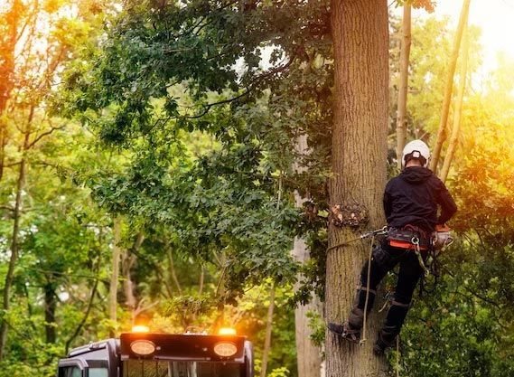 tree safety removal charleston sc