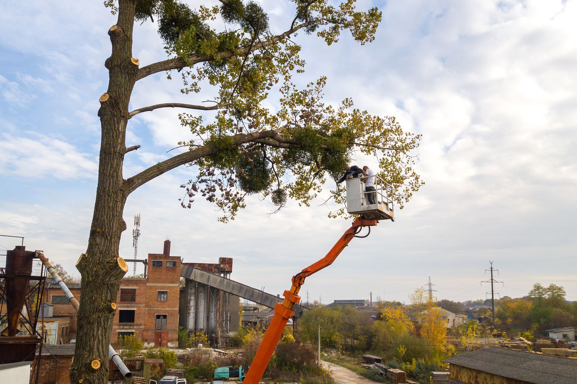 tree trimming and removal near charleston