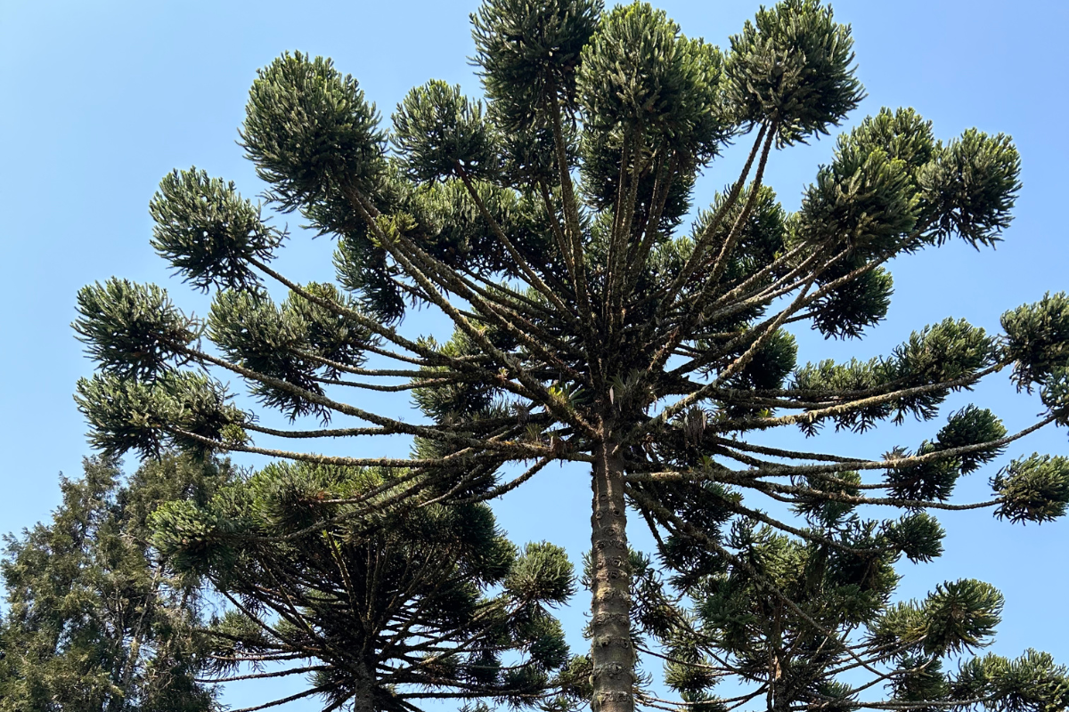 A tall, unique tree with layered branches and green foliage against a clear blue sky.