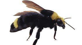 Bumble Bees — Novelty, OH — Patton Pest Control