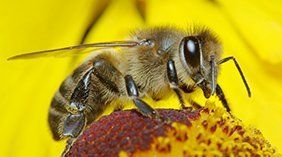 Honey Bees — Novelty, OH — Patton Pest Control