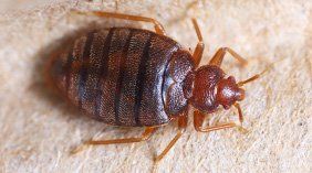 Bed Bug — Novelty, OH — Patton Pest Control
