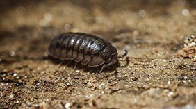 Pillbugs — Novelty, OH — Patton Pest Control