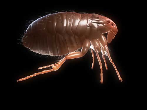 Flea — Novelty, OH — Patton Pest Control