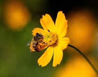 Africanized Bees — Novelty, OH — Patton Pest Control