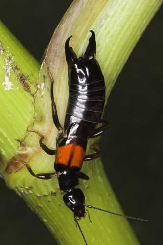 Types Of Bugs In Ohio