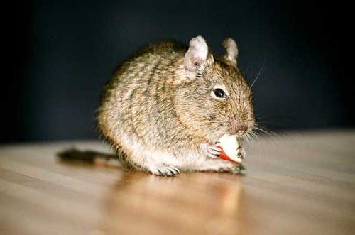 House Mice — Novelty, OH — Patton Pest Control