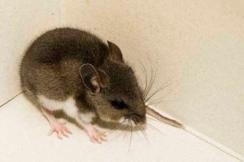 Deer Mice — Novelty, OH — Patton Pest Control
