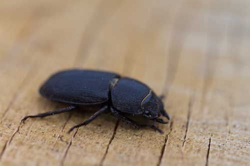 Powderpost Beetle — Novelty, OH — Patton Pest Control