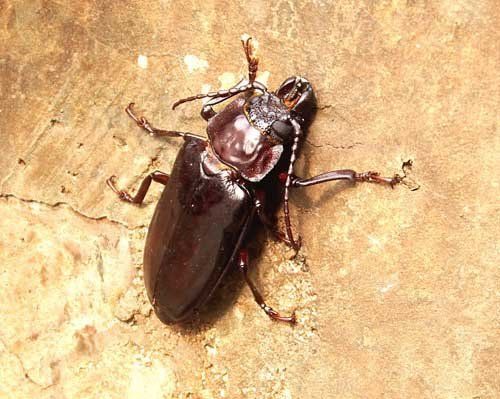 Merchant Grain Beetle — Novelty, OH — Patton Pest Control