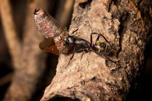 Carpenter Ants — Novelty, OH — Patton Pest Control