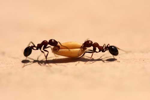 Pavement Ants — Novelty, OH — Patton Pest Control