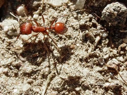Red Imported Fire Ants — Novelty, OH — Patton Pest Control
