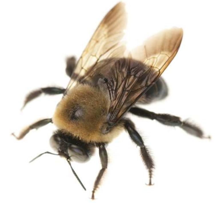 Carpenter Bees — Novelty, OH — Patton Pest Control