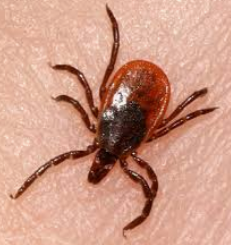 Blacklegged Ticks — Novelty, OH — Patton Pest Control