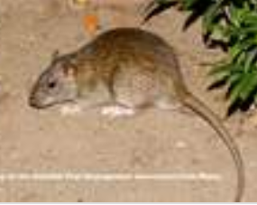 Norway Rats — Novelty, OH — Patton Pest Control
