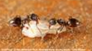 Odorous House Ants — Novelty, OH — Patton Pest Control