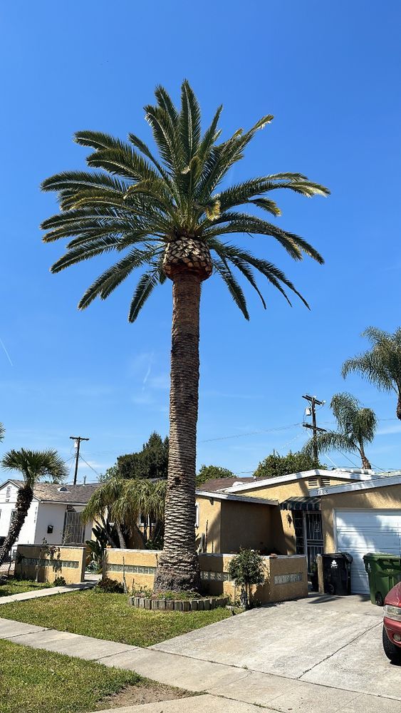 Tall palm tree in front of a house, bright blue sky in the background.