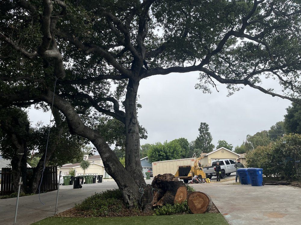 Large oak tree with cut logs on a lawn, construction in the background. Overcast sky.